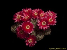 Sulcorebutia canigueralii WR599 2155